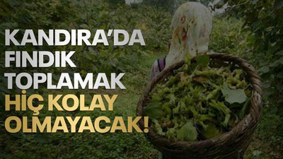 Kandıra’da fındık toplamak hiç kolay olmayacak!