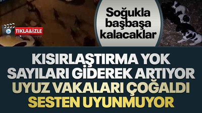 Kısırlaştırma yok, sayıları giderek artıyor, uyuz vakaları çoğaldı, sesten uyunmuyor