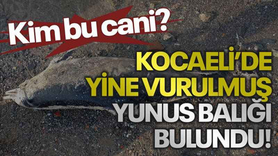 Kim bu cani? Kocaeli’de yine vurulmuş yunus balığı bulundu!