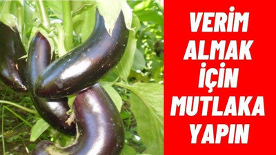 Meğer en değerli yerini çöpe atıyormuşuz! Patlıcanın en faydalı yeri belli oldu