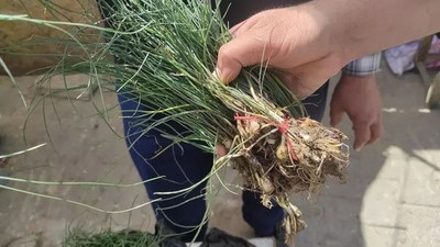 Altın değerinde şifalı bitki: Kilosu 5 bin liradan alıcı buluyor! Dağlardan toplanıyor