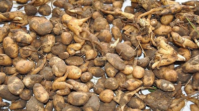 Görünüşü Patatese Benziyor Ama Kilosu 1500 TL Ediyor... Domates ve Salatalığı Bırakıp Bunu Ektiler!