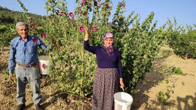 Yol kenarında yetişiyor köylülere ekmek kapısı oluyor. Hasadı başladı kilosu 90 TL