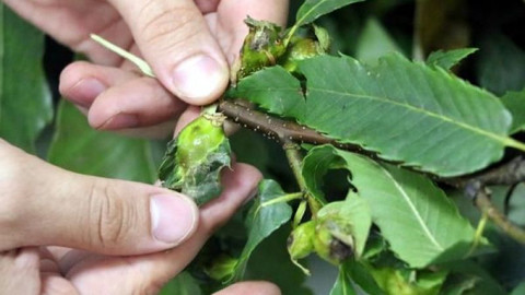 Üreticinin korkulu rüyası gal arısı sorunu Meclis gündeminde