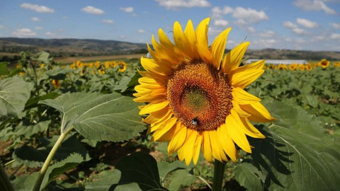 Ayçiçeği tarlaları hasat için gün sayıyor