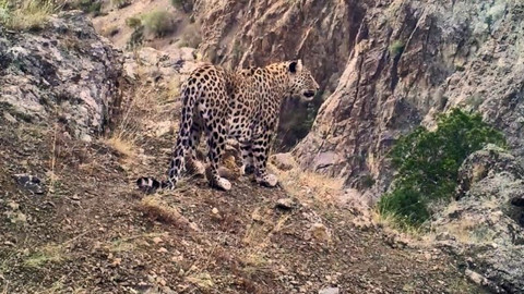 Anadolu leoparının yayılış haritası oluşturulacak