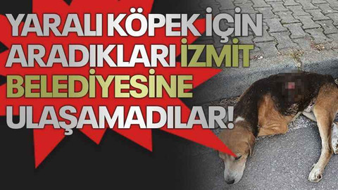 Yaralı köpek için aradıkları İzmit Belediyesine ulaşamadılar!