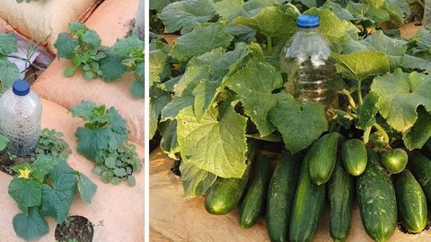 Salatalık yetiştirmek isteyenler dikkat! Salatalıkların yanına hangi bitkiler ekilmemeli?