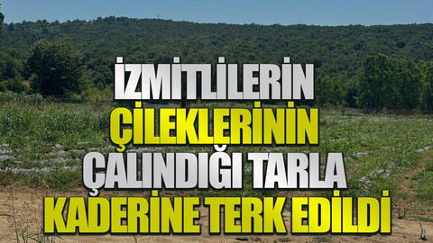 İzmitlilerin çileklerinin çalındığı tarla kaderine terk edildi
