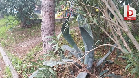 Çocuk parkında bu nasıl peyzaj?