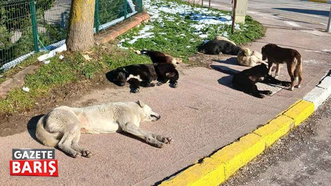İzmit'teki bu mahalleyi başı boş köpekler mesken tuttu