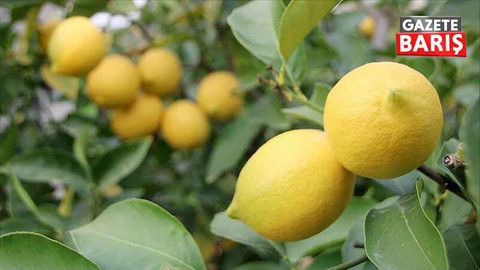 Türk limonunun ihracatı yasaklandı!