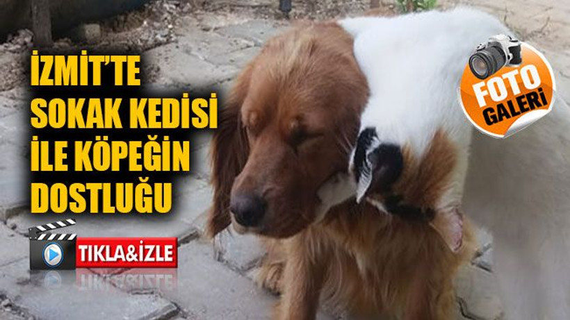 İzmit’te sokak kedisi ile köpeğin dostluğu!