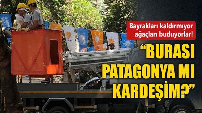 AKP bayraklarını kaldırmıyor, ağaçları buduyorlar!
