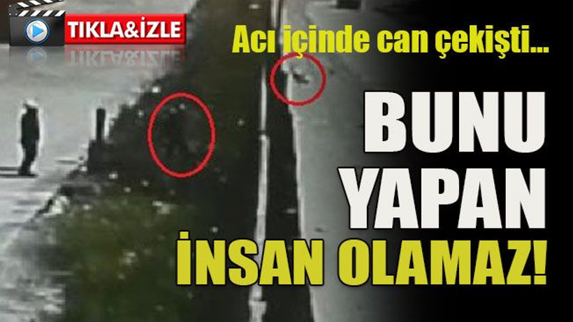 Acı içinde can çekişti… Bunu yapan insan olamaz!