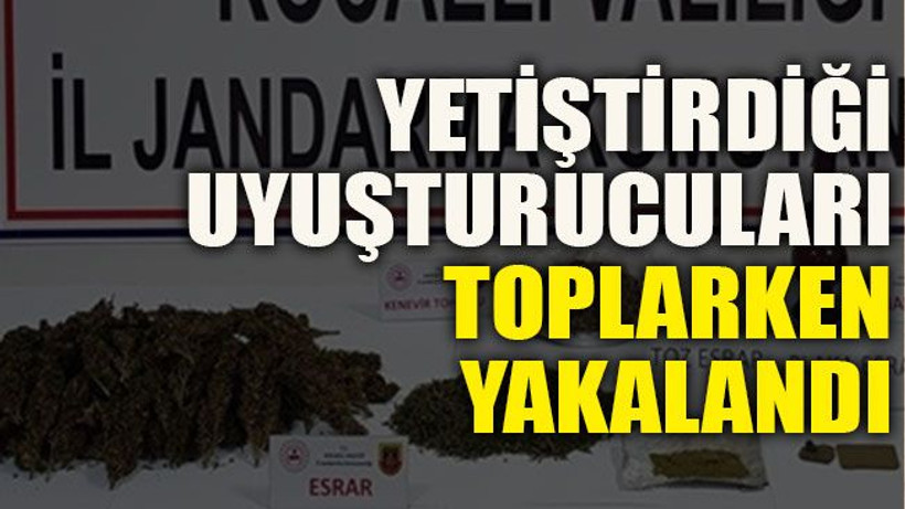 Yetiştirdiği uyuşturucuları toplarken yakalandı