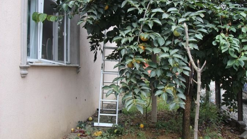 Hurma toplarken ağaçtan beton zemine düştü!