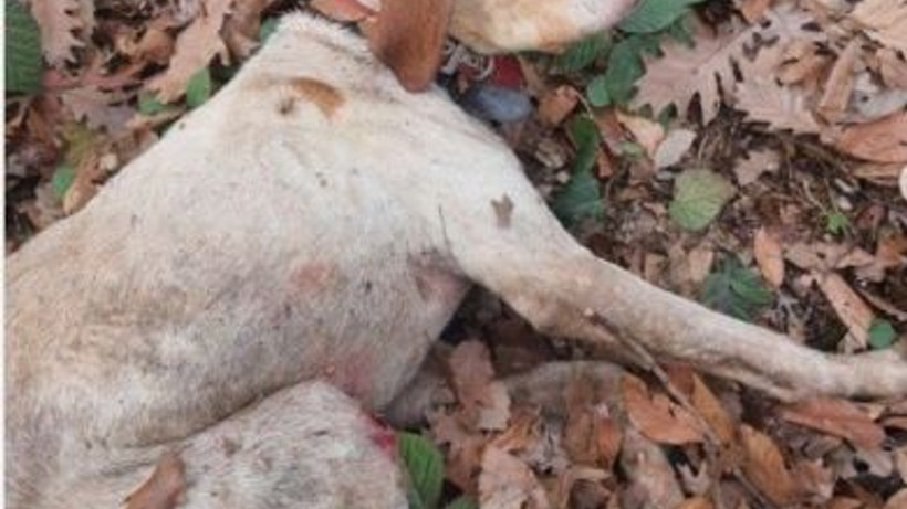 30 metre derinlikten düşen köpeğe kurtarma operasyonu