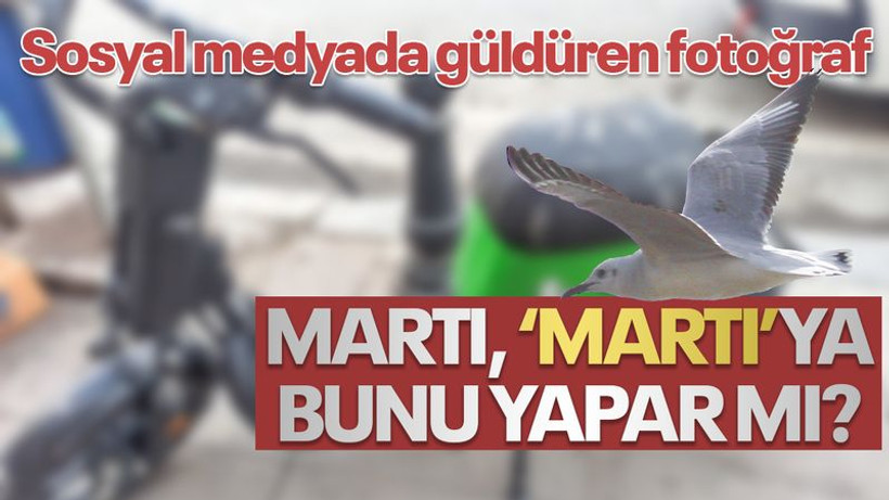Martı, martıya bunu yapar mı? İzmit'te çekilen fotoğraf güldürdü!