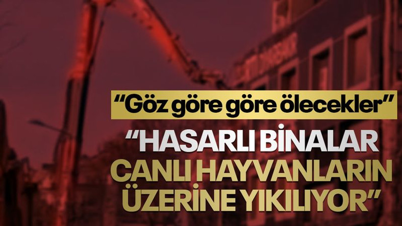 “Hasarlı binalar canlı hayvanların üzerine yıkılıyor”