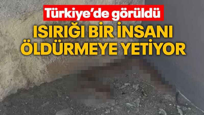 Isırığı bir insanı öldürmeye yetiyor