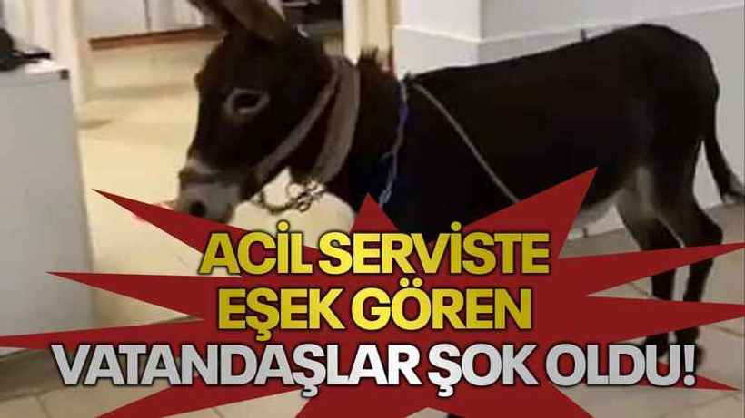 Acil serviste eşek gören vatandaşlar şok oldu!