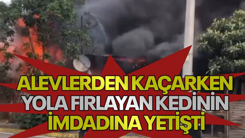 Alevlerden kaçarken yola fırlayan kedinin imdadına yetişti
