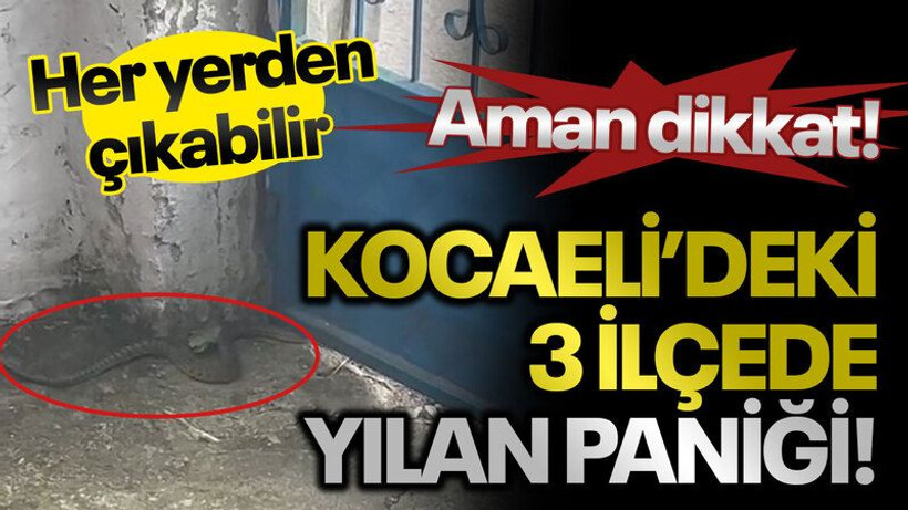 Kocaeli'deki 3 ilçede yılan paniği!