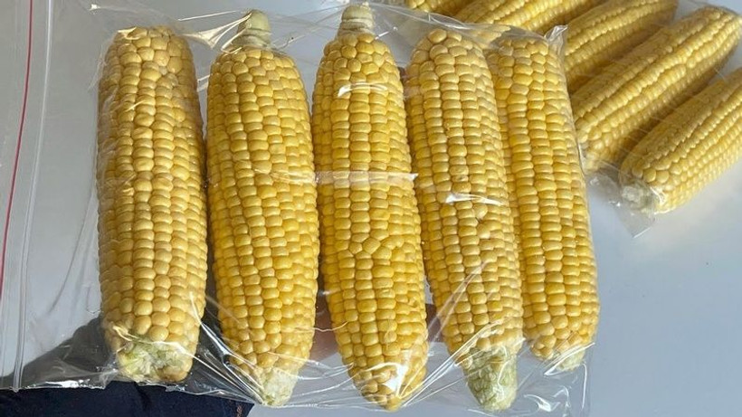 Meğer hiç zor değilmiş... Mısırların çok daha hızlı haşlanmasını sağlayacak tüyo