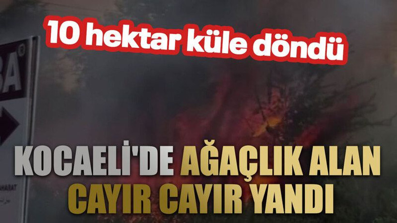 Kocaeli'de ağaçlık alan yandı: 10 hektar küle döndü