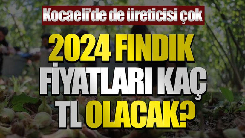 Kocaeli’de de üreticisi çok! 2024 Fındık fiyatları kaç TL olacak?
