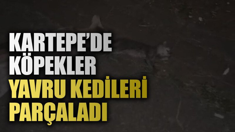 Kartepe’de köpekler, yavru kedileri parçaladı