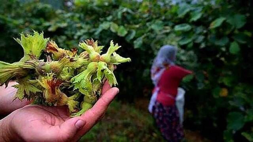 Fındık üreticileri dikkat! Kurala uymayan cezayı yiyor
