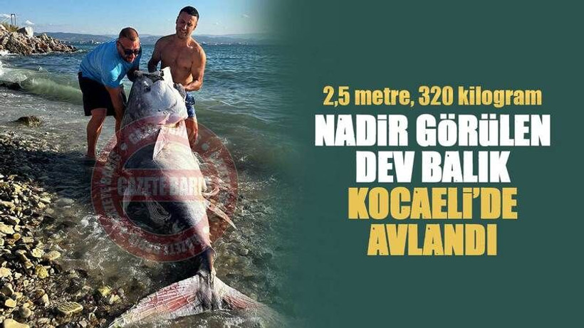 Kocaeli'de çok nadir görülen devasa balık zıpkınla avlandı! Görenler şok oldu!