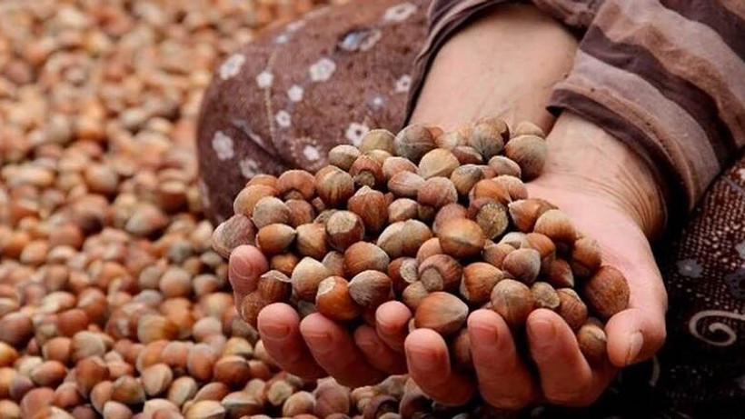 Ticaret borsalarında tonlarca fındık işlem gördü