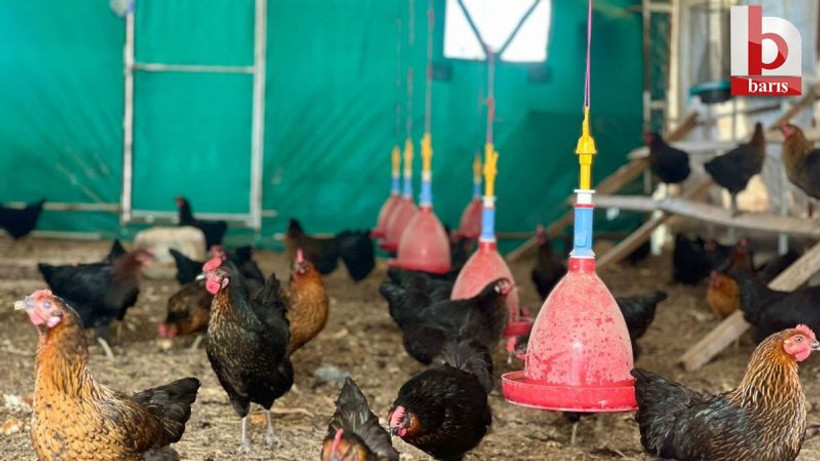 Çiftçiye destek: toplamda 65 bin tavuk verildi