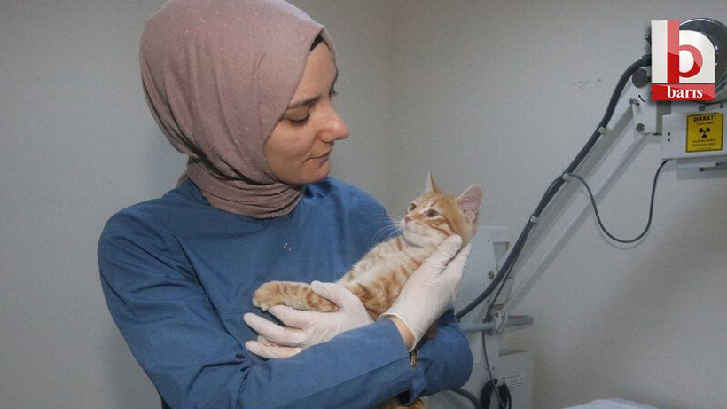 Büyükşehir yavru kedi sahip çıktı