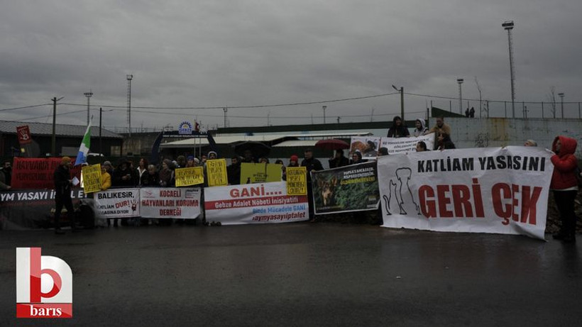Gebze’de hayvanseverler katliamın peşini bırakmıyor