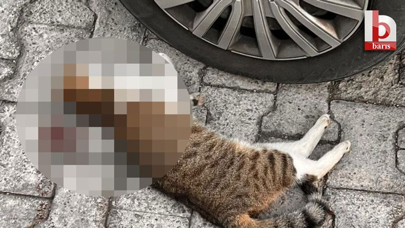 İzmit’teki bu sitede kedilerin canına kast ediyorlar!