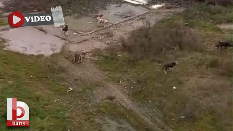 Yahya Kaptan’a uykular haram oldu