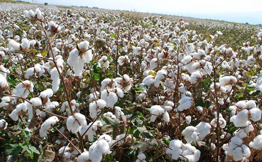 Kekik ve pamukta rekolte düşüklüğü çiftçiyi vurdu