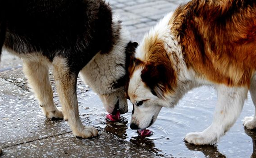 CHP Çayırova sokak köpekleri için harekete geçti!