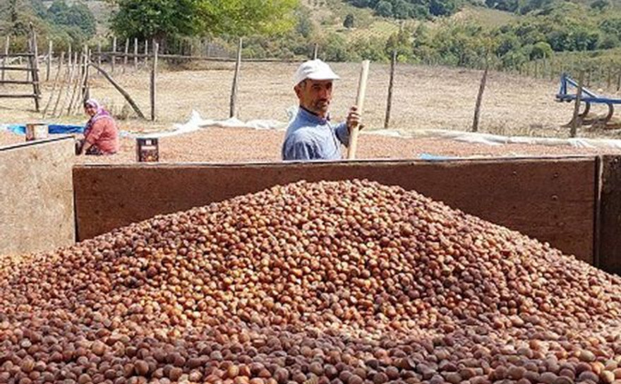 Kocabayramlar’da fındık hasadı tamam