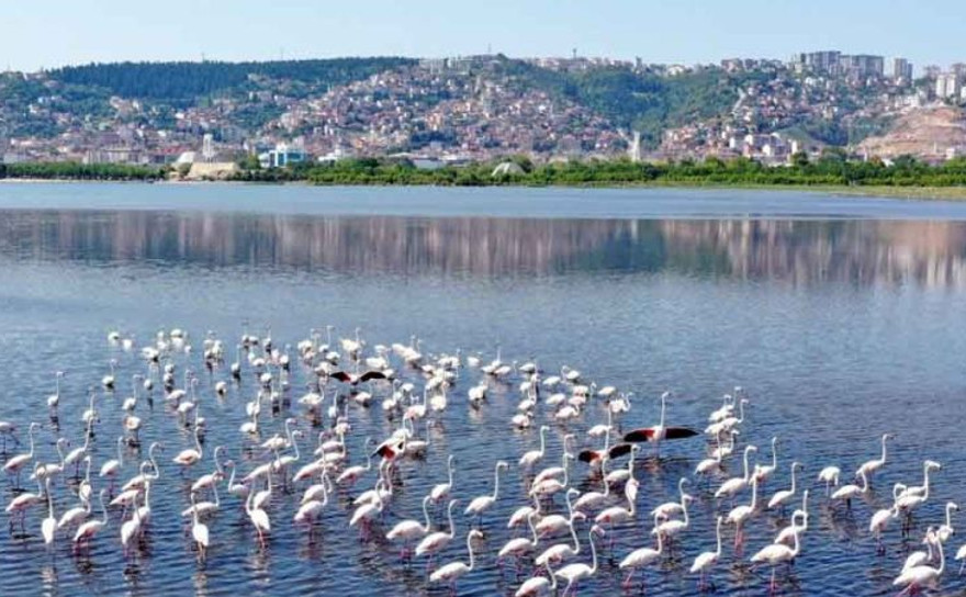İzmit Körfezi’nde biyoçeşitlilik artıyor
