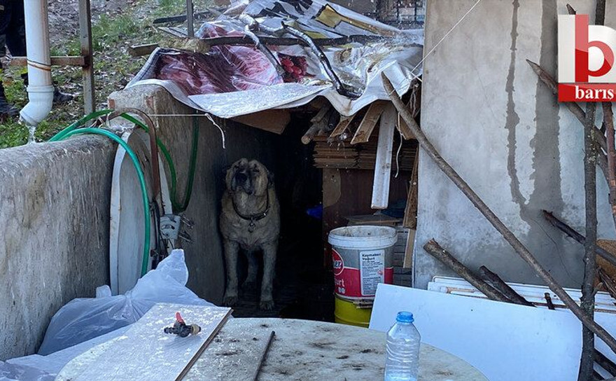 Kocaeli'de ev küle dönerken köpeği evi terk etmedi!