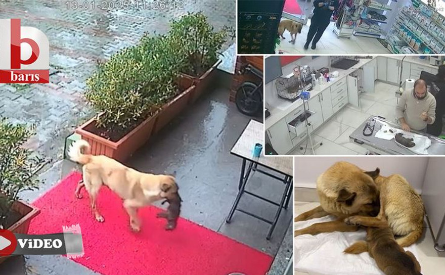 İstanbul'da ölmek üzere olan yavrusunu, veteriner kliniğine götürdü! Bakın sonra neler oldu
