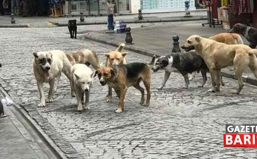 Bakanlık valiliklere talimat verdi: Sahipsiz köpekler toplanacak