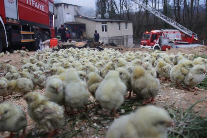 56 bin civcivin bulunduğu çiftlikteki yangında duygulandıran görüntüler