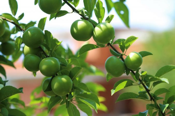 Erik fiyatlarından üretici tüccarları, tüccarlar üreticiyi sorumlu tutuyor