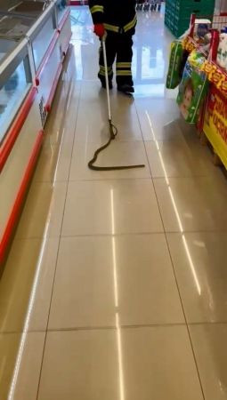 Alışveriş için gittikleri markette rafların arasından yılan çıktı